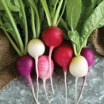 Radishes: Among Spring's First Harvests